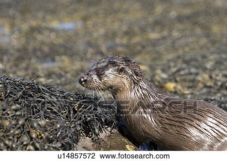 Eurasian river otter (Lutra lutra). Hebrides, Scotland View Large Photo Image Stock Image - Eurasian river otter (Lutra lutra). Hebrides, Scotland. Fotosearch