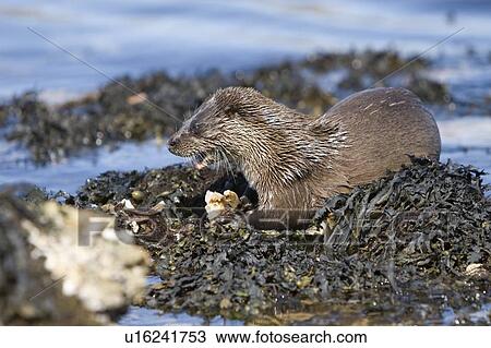 Stock Image - Eurasian river otter (Lutra lutra) eating a large crab. Large fish and crabs are difficult to constrain and eat in the water so are often brought ashore. Otters will sometimes swim realtively long distances in order to do so. Hebrides, Scotland. Fotosearch