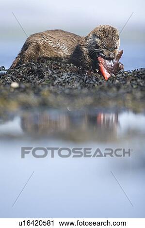 Eurasian river otter (Lutra lutra) eating a male lumpsucker (Cyclopterus lumpus) fish, also known as a sea hen or scarclagger. Hebrides, Scotland View Large Photo Image Stock Image - Eurasian river otter (Lutra lutra) eating a male lumpsucker (Cyclopterus lumpus) fish, also known as a sea hen or scarclagger. Hebrides, Scotland. Fotosearch