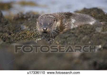 Stock Image - Eurasian river otter (Lutra lutra) resting in the seaweed and rocks. Otters spend a great deal of time resting, usually close to the water's edge or on rocks just offshore. This time is spent sleeping and preening fur etc. Notice the recent injuries su. Fotosearch