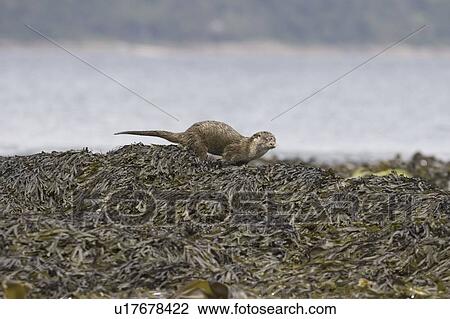 Stock Image - Eurasian river otter (Lutra lutra) sprainting on high point. The spraint is a method of marking territory and high points are a favoured location, even those washed by tides.. Fotosearch
