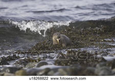 Stock Image - Eurasian river otter (Lutra lutra) eating fish. Otters in western Scotland have adapted well to life in a marine environment, though proximity to sources of fresh water is essential. Hebrides, Scotland. Fotosearch