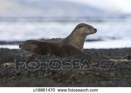 Eurasian river otter (Lutra lutra) mother and cub. Cubs often have darker fur than their mothers and for the first few months are much more 'buoyant' in the water. Hebrides, Scotland View Large Photo Image Stock Image - Eurasian river otter (Lutra lutra) mother and cub. Cubs often have darker fur than their mothers and for the first few months are much more 'buoyant' in the water. Hebrides, Scotland. Fotosearch