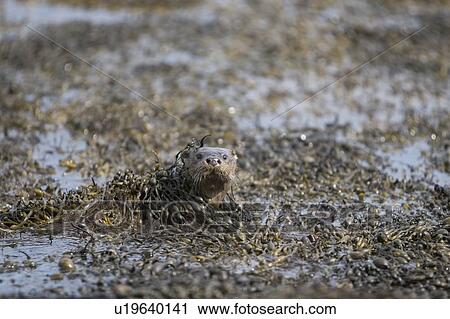Stock Image - Eurasian river otter (Lutra lutra) foraging in and among the seaweed. Otters on Scotland's west coast and islands have adapted well to making a living in the marine environment. Hebrides, Scotland. Fotosearch