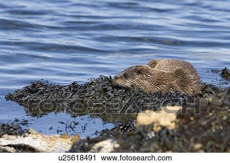 Stock Image - Eurasian river otter (Lutra lutra) resting on seaweed. Otters spend a great deal of time resting ashore, usually near to the water's edge. This time is spent sleeping and preening fur etc. Visits ashore may also be to find fresh water to drink. Hebrid. Fotosearch