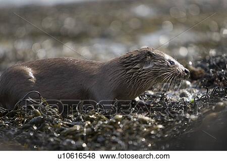 Eurasian river otter (Lutra lutra) finishing a meal in the seaweed. Hebrides, Scotland View Large Photo Image Stock Photo - Eurasian river otter (Lutra lutra) finishing a meal in the seaweed. Hebrides, Scotland. Fotosearch