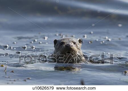 Eurasian river otter (Lutra lutra). Hebrides, Scotland. View Large Photo Image Stock Photo - Eurasian river otter (Lutra lutra). Hebrides, Scotland.. Fotosearch