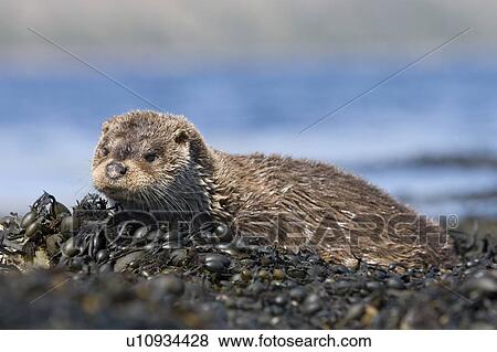 Stock Photo - Eurasian river otter (Lutra lutra) resting on seaweed. Otters spend a great deal of time resting ashore, usually near to the water's edge. This time is spent sleeping and preening fur etc. Visits ashore may also be to find fresh water to drink. Hebrid. Fotosearch