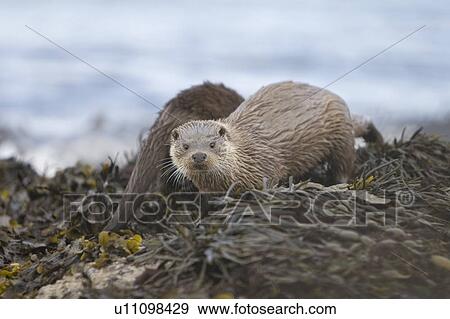 Stock Photo - Eurasian river otter (Lutra lutra). Hebrides, Scotland. Fotosearch