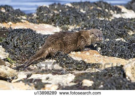 Stock Photo - Eurasian river otter (Lutra lutra) among seaweed and rocks. Hebrides, Scotland. Fotosearch
