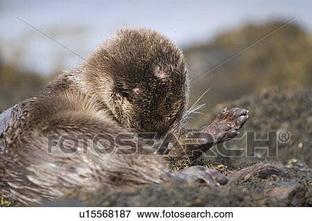 Stock Photo - Eurasian river otter (Lutra lutra) resting in the seaweed and rocks. Otters spend a great deal of time resting, usually close to the water's edge or on rocks just offshore. This time is spent sleeping and preening fur etc. Notice the recent injuries su. Fotosearch