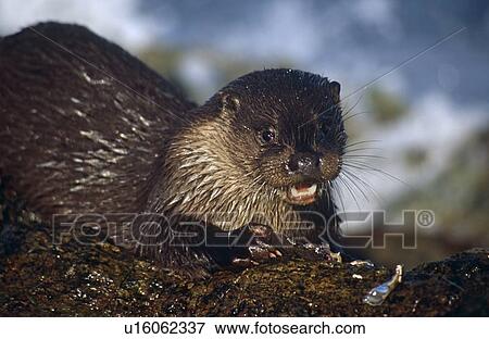 Eurasian river otter (Lutra lutra) eating crab. Hebrides, Scotland View Large Photo Image Stock Photo - Eurasian river otter (Lutra lutra) eating crab. Hebrides, Scotland. Fotosearch