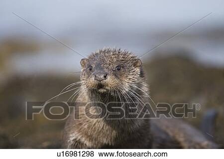 Stock Photo - Eurasian river otter (Lutra lutra) resting in the seaweed and rocks. Otters spend a great deal of time resting, usually close to the water's edge or on rocks just offshore. This time is spent sleeping and preening fur etc. Notice the recent injuries su. Fotosearch
