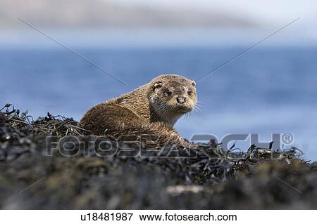 Stock Photo - Eurasian river otter (Lutra lutra) resting on seaweed. Otters spend a great deal of time resting ashore, usually near to the water's edge. This time is spent sleeping and preening fur etc. Visits ashore may also be to find fresh water to drink. Hebrid. Fotosearch