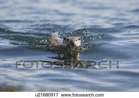 Eurasian river otter (Lutra lutra). Hebrides, Scotland. View Large Photo Image Stock Photo - Eurasian river otter (Lutra lutra). Hebrides, Scotland.. Fotosearch