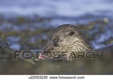 Stock Photo - Eurasian river otter (Lutra lutra) eating fish. Hebrides, Scotland. Fotosearch