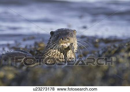 Stock Photo - Eurasian river otter (Lutra lutra) eating flatfish. Hebrides, Scotland. Fotosearch