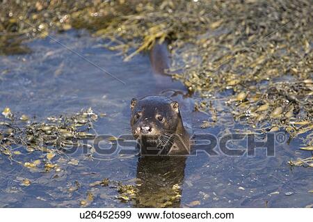 Eurasian river otter (Lutra lutra) foraging in and among the seaweed. Otters on Scotland's west coast and islands have adapted well to making a living in the marine environment. Hebrides, Scotland View Large Photo Image Stock Photo - Eurasian river otter (Lutra lutra) foraging in and among the seaweed. Otters on Scotland's west coast and islands have adapted well to making a living in the marine environment. Hebrides, Scotland. Fotosearch