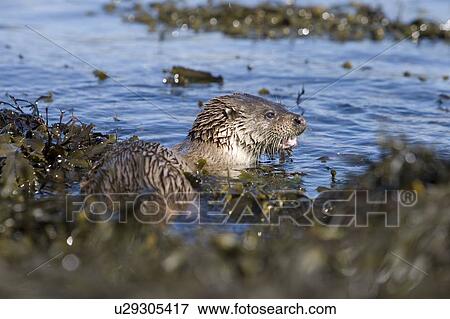 Stock Photo - Eurasian river otter (Lutra lutra) having caught Greater spotted dogfish (Scyliorhinus stellaris). The otter took only the innards of the dogfish by opening a short section of skin behind the pectoral fin (see images under 'Greater spotted dogfish'). The. Fotosearch