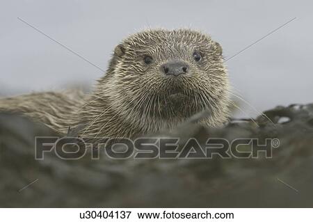 Stock Photo - Eurasian river otter (Lutra lutra). Otters in western Scotland have adapted well to life in a marine environment, though proximity to sources of fresh water is essential. Hebrides, Scotland. Fotosearch