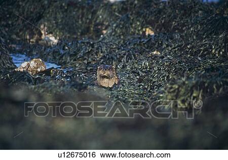 Eurasian river otter (Lutra lutra). Hebrides, Scotland View Large Photo Image Stock Photograph - Eurasian river otter (Lutra lutra). Hebrides, Scotland. Fotosearch