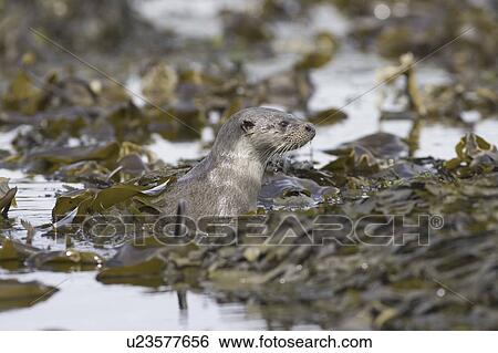 Stock Photograph - Eurasian river otter (Lutra lutra). Otters in western Scotland have adapted well to life in a marine environment, though proximity to sources of fresh water is essential. Hebrides, Scotland. Fotosearch