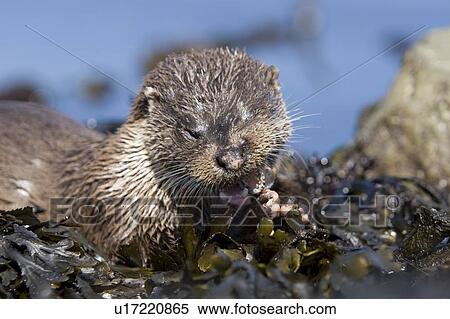 Eurasian river otter (Lutra lutra) eating fish, long-spined bullhead (Taurulus bubalis). Hebrides, Scotland View Large Photo Image Stock Photography - Eurasian river otter (Lutra lutra) eating fish, long-spined bullhead (Taurulus bubalis). Hebrides, Scotland. Fotosearch