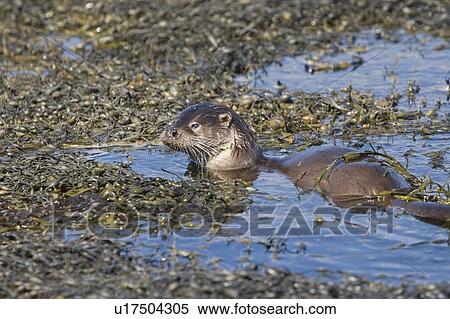 Stock Photography - Eurasian river otter (Lutra lutra) foraging in and among the seaweed. Otters on Scotland's west coast and islands have adapted well to making a living in the marine environment. Hebrides, Scotland. Fotosearch