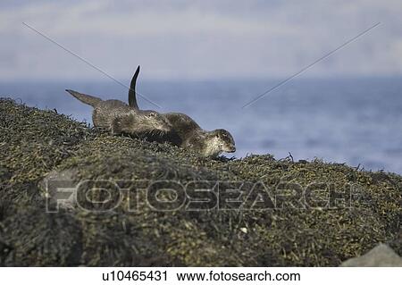 Stock Image - Family of Eurasian river otters (Lutra lutra) sprainting on high point. The spraint is a method of marking territory and high points are a favoured location, even those washed by tides.. Fotosearch