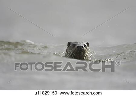 Stock Image - Otter (Lutra lutra) head above water on a grey damp day Argyll Scotland, UK. Fotosearch