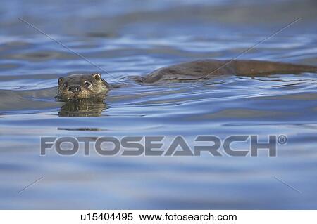 Otter (Lutra lutra) swimming in blue water Argyll Scotland, UK View Large Photo Image Stock Photography - Otter (Lutra lutra) swimming in blue water Argyll Scotland, UK. Fotosearch