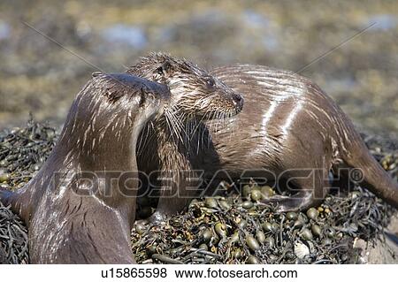 Stock Photo - Pair of Eurasian river otters (Lutra lutra) foraging in and among the seaweed. Otters on Scotland's west coast and islands have adapted well to making a living in the marine environment. Hebrides, Scotland. Fotosearch