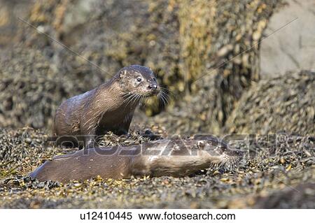 Pair of Eurasian river otters (Lutra lutra) foraging in and among the seaweed. Otters on Scotland's west coast and islands have adapted well to making a living in the marine environment. Hebrides, Scotland View Large Photo Image Stock Photography - Pair of Eurasian river otters (Lutra lutra) foraging in and among the seaweed. Otters on Scotland's west coast and islands have adapted well to making a living in the marine environment. Hebrides, Scotland. Fotosearch