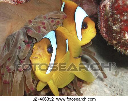 Stock Image - Anemone Fish. Red Sea, Egypt.. Fotosearch
