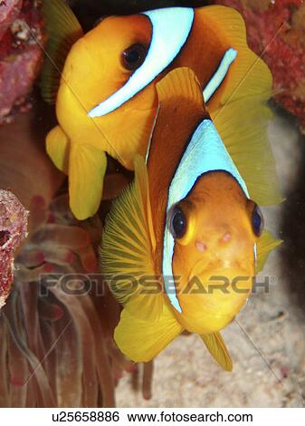 Stock Photograph - Anemone Fish. Red Sea, Egypt.. Fotosearch