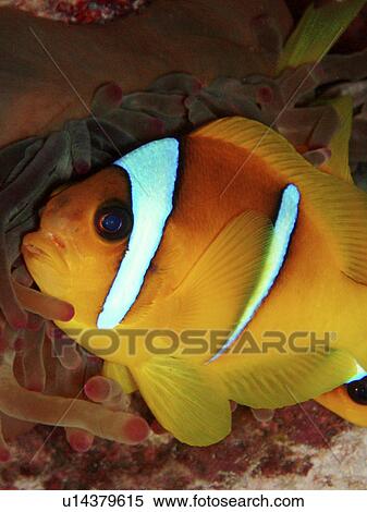 Anemone Fish. Red Sea, Egypt. View Large Photo Image Stock Photography - Anemone Fish. Red Sea, Egypt.. Fotosearch