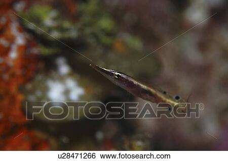 Stock Photograph - Arrow Blenny (Lucayablennius zingaro), typical pose with pointed nose and curled tail, Cayman Islands, Caribbean. Fotosearch