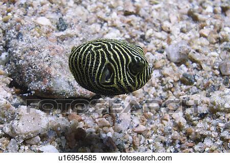 Stock Photography - Baby Yellow Spotted burrfish ( Cyclichthys spilostylus ) in the sandy area. dahab. Red Sea. Egypt. Fotosearch