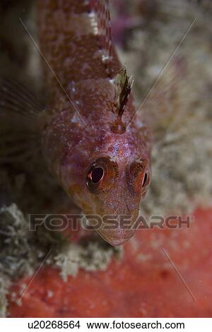 Black-face Blenny (Triperygion delaisi) (atlanticus), Sark, Channel Islands, UK View Large Photo Image Picture - Black-face Blenny (Triperygion delaisi) (atlanticus), Sark, Channel Islands, UK. Fotosearch