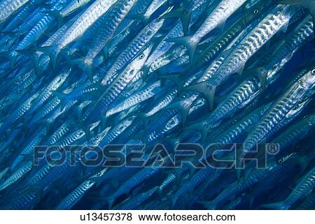 Blackfin Barracuda (Sphyraena qenie). Red Sea. View Large Photo Image Stock Photo - Blackfin Barracuda (Sphyraena qenie). Red Sea.. Fotosearch