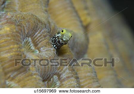 Blenny. Cayman Islands. View Large Photo Image Stock Photo - Blenny. Cayman Islands.. Fotosearch