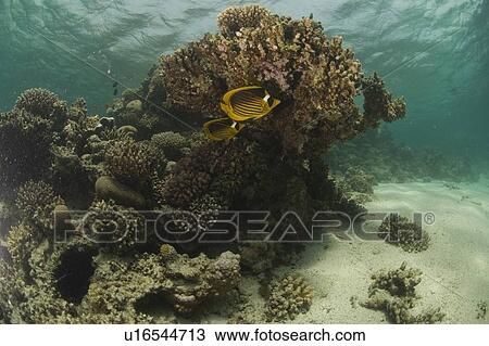 Stock Image - Butterfly fish. Dahab, Red Sea, Egypt.. Fotosearch