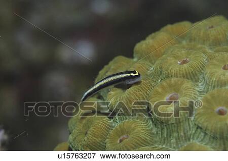 Cleaning Goby (Gobiesoma genie) very clear, resting on green hard coral, Cayman Islands, Caribbean View Large Photo Image Stock Photo - Cleaning Goby (Gobiesoma genie) very clear, resting on green hard coral, Cayman Islands, Caribbean. Fotosearch
