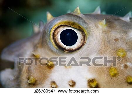 Close-up of Yellowspotted Burrfish (Cyclichthys spilostylus). Red Sea. View Large Photo Image Stock Photo - Close-up of Yellowspotted Burrfish (Cyclichthys spilostylus). Red Sea.. Fotosearch