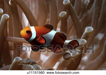 Stock Image - Clown Anemonefish (Amphiprion percula), Nemo type clownfish amidst anemone's tentacles, Sipidan, Mabul, Malaysia, South China Sea. Fotosearch