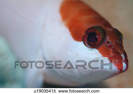 Stock Photography - Colourful marine fish on coral reef, Red Sea.. Fotosearch