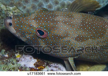 Stock Image - Conney fish. Caymans.. Fotosearch