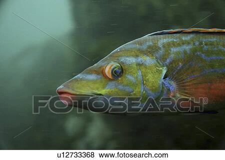 Stock Photo - Cuckoo Close up male Labrus bicintus, Sark, British Isles. Fotosearch