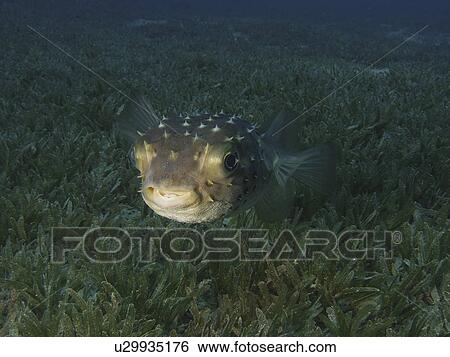 Stock Photograph - Face shot of a Yellow Spotted burrfish ( Cyclichthys spilostylus ) in the sea grass. Dahab. Red Sea. Egypt. Fotosearch