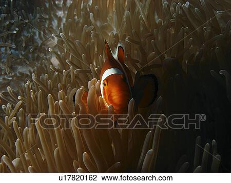 Stock Image - False clown Anemone Fish ( Amphiprion ocellaris ) seeking the protection of the anemone. Moalboal. Philippines. Taken 2007. Fotosearch